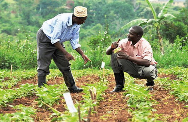 Togo: MIFA to support organic productions identified as investment niches