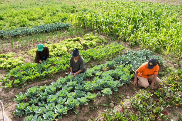 Recherche agronomique : lancement à Tchamba du projet d’appui à la transition écologique des systèmes de cultures