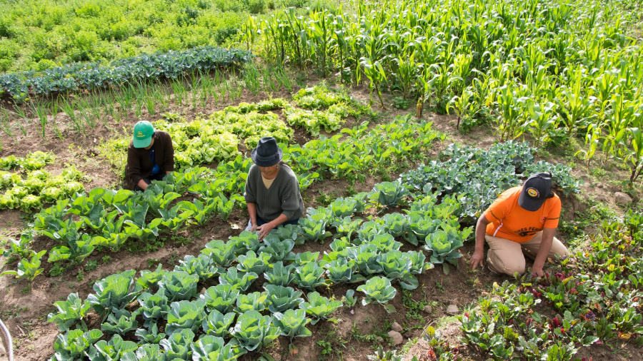 Recherche agronomique : lancement à Tchamba du projet d’appui à la transition écologique des systèmes de cultures