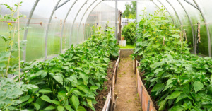 Horticulture: The PROFIT Project Launches In-Kind Grant Program in Togo
