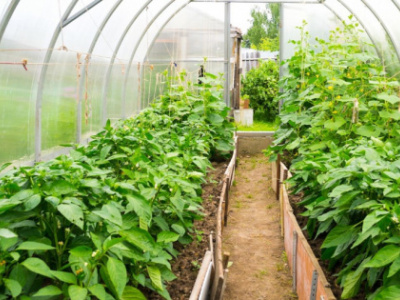 horticulture-the-profit-project-launches-in-kind-grant-program-in-togo