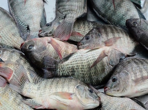 Togo fisheries output seen at 33,977 tons in 2026, down 6%