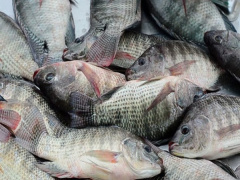 Togo fisheries output seen at 33,977 tons in 2026, down 6%