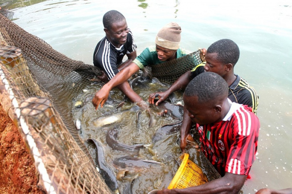A partir de mai prochain, l’IFAD d’Elavagnon formera ses premiers élèves en aquaculture