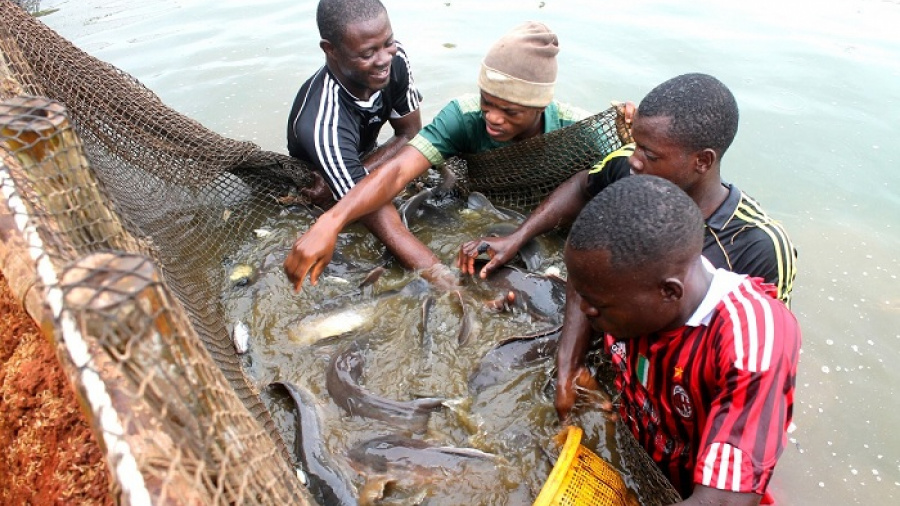 A partir de mai prochain, l’IFAD d’Elavagnon formera ses premiers élèves en aquaculture