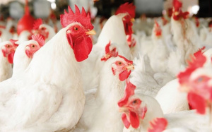 Togo&nbsp;: 1800 milliards FCFA &agrave; mobiliser pour d&eacute;velopper 4 fili&egrave;res agricoles &agrave; l&rsquo;horizon 2030