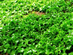 togo-drafts-crop-sector-benchmarks-to-guide-agri-investments