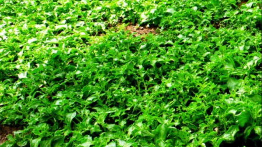 togo-drafts-crop-sector-benchmarks-to-guide-agri-investments