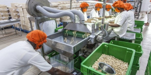 Forum Afrique 2021 du CIAN&nbsp;: le Togo pr&eacute;sentera son secteur agro-industriel