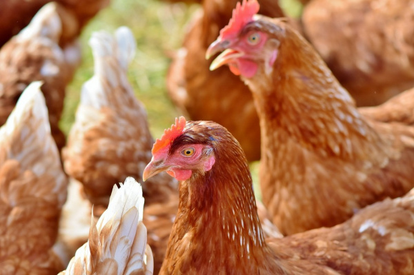 Togo hosts livestock investment forum with AfDB support