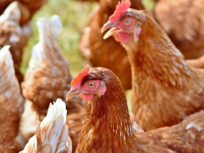 togo-hosts-livestock-investment-forum-with-afdb-support
