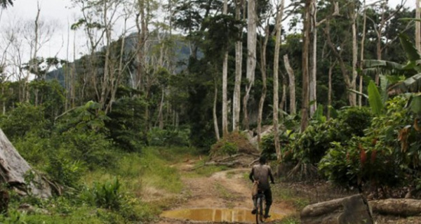 Togo seeks about $100 million for its new forest management plan