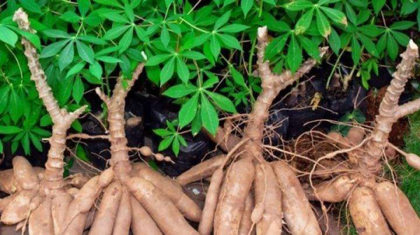 Cassava: Two new transformation units projected in Tokpo and Atigbe