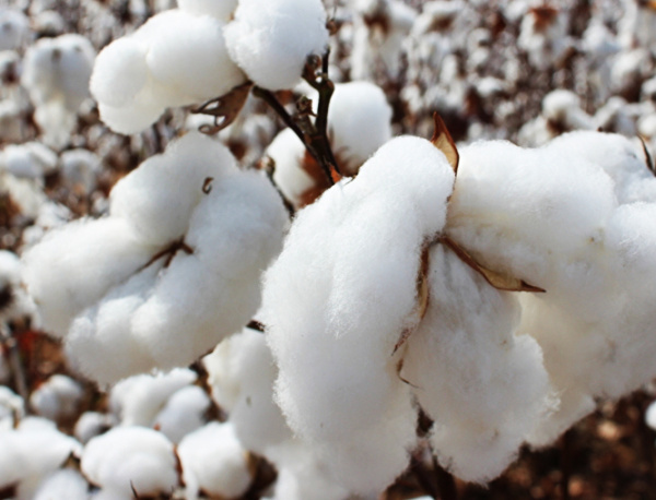 Cotton: Togolese production is up for the first time since OLAM took over the industry
