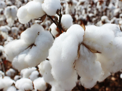 cotton-togolese-production-is-up-for-the-first-time-since-olam-took-over-the-industry