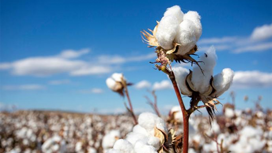 Olam et les cotonculteurs sont-ils parvenus à un terrain d&#039;entente ?