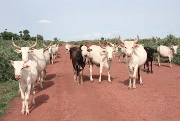 Cedeao : 3 millions $ pour financer des projets innovants dans l’élevage et le commerce de bétail