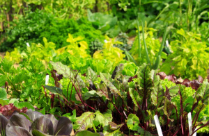 Horticulture : le projet PROFIT renforce son alignement avec l&rsquo;&Eacute;tat togolais