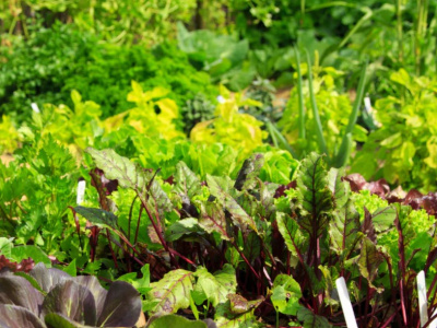 horticulture-le-projet-profit-renforce-son-alignement-avec-l-etat-togolais