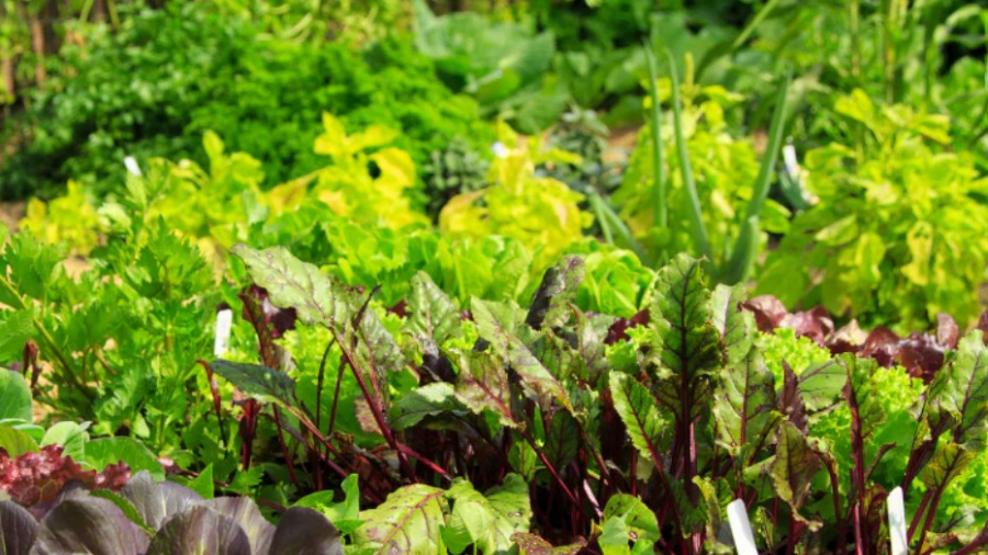 Horticulture : le projet PROFIT renforce son alignement avec l&rsquo;&Eacute;tat togolais