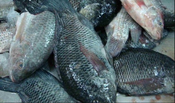 Togo : la pêche reprend sur le Lac Nangbéto
