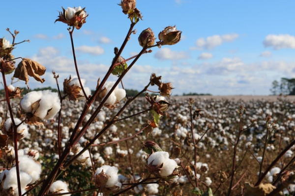 Cotton output halved
