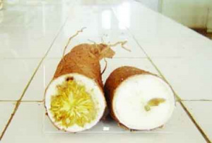 La maladie de la striure brune du manioc en Afrique de l'Ouest : des chercheurs africains tirent la sonnette d&rsquo;alarme