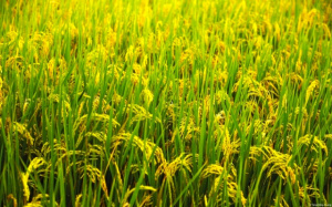 Mifa to create an agricultural insurance firm to cover over 6,000 farmers