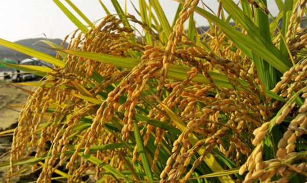 FAO : lancement du projet &quot;Appui à la promotion de la filière riz au Togo&quot;