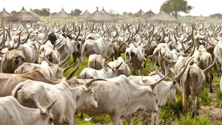 Le Togo engage la validation de son plan de gestion de la transhumance 2026-2030