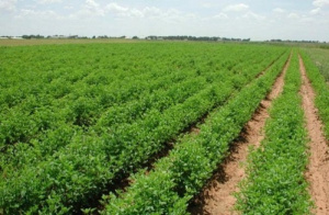 CCI-Togo Calls for Greater Private Investment in Kara Agro-Industrial Hub