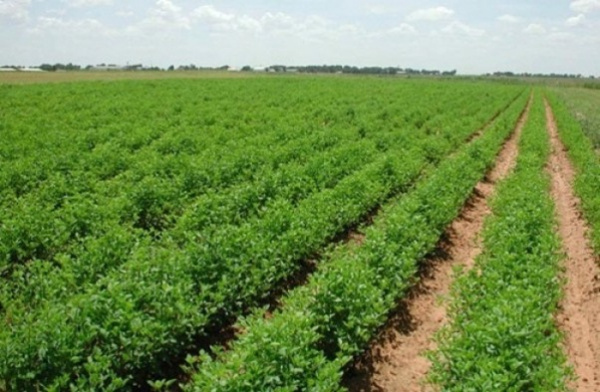 CCI-Togo Calls for Greater Private Investment in Kara Agro-Industrial Hub