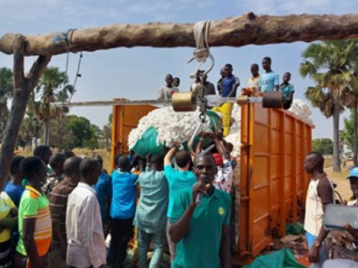 togo-sets-dec-15-start-for-2025-2026-cotton-marketing-season