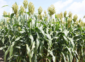 Togo : hausse de 6,5% de la production c&eacute;r&eacute;ali&egrave;re en trois ans