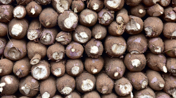 Togo: Tuber production rose by 11% since 2017