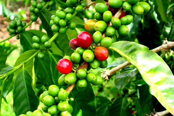 En Côte d&#039;Ivoire, l’Organisation interafricaine du café met le cap sur un fonds spécial, qui pourrait relancer le café togolais