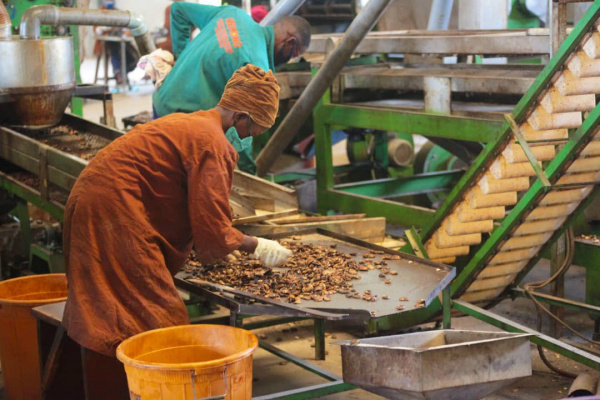 MIFA : un accompagnement de plus d’un demi-milliard FCFA pour une entreprise de production du cajou