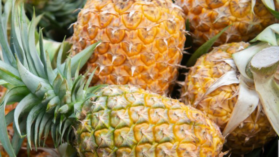 Togo : un plan à 9,5 milliards FCFA pour doubler la production d&#039;ananas en 5 ans
