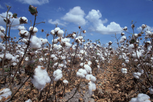 Togo : les cotonculteurs d&eacute;tiennent d&eacute;sormais 25% des parts de la NSCT
