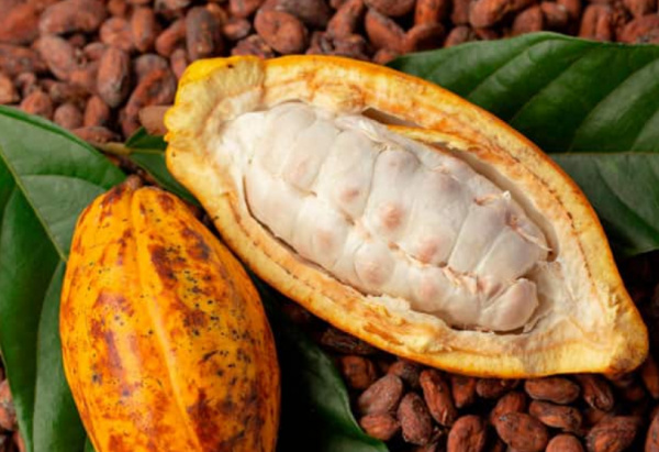Togo : les exportations agricoles ont légèrement progressé en 2023, malgré le recul du coton