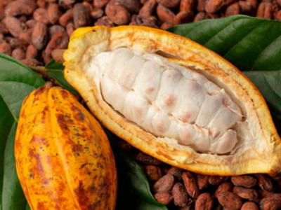 togo-les-exportations-agricoles-ont-legerement-progresse-en-2023-malgre-le-recul-du-coton