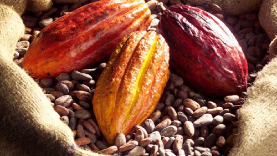 Campagne 2024 – 2025 : les exportations du café – cacao en hausse de 50%