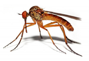 Le Programme National de Lutte contre le Paludisme planche sur sa strat&eacute;gie 2017-2022