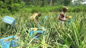 Togo : l&rsquo;UE et l'Allemagne appuient les producteurs d&rsquo;ananas