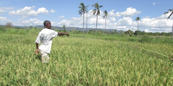 Togo : La FAO injecte plus de 88 millions FCFA au profit des producteurs forestiers et agricoles