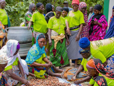 togo-un-projet-de-2000-hectares-pour-structurer-la-filiere-karite-et-renforcer-la-resilience-climatique