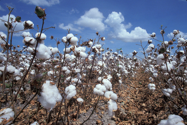 Coton : lancement de la campagne 2020-2021, sur fond de baisse annuelle de la production