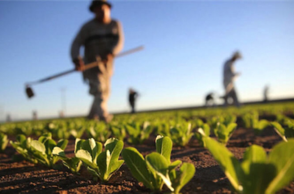 Carte de fertilité des sols : 33% des terres agricoles ont été cartographiées