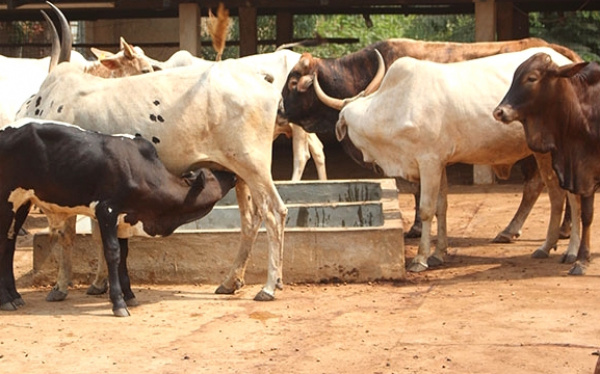 Au Togo, le directeur de l’élevage veut promouvoir l’entrepreneuriat pour booster les productions