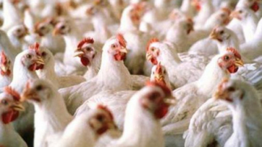 Filière avicole : au Togo, la production a franchi la barre des 35 millions de têtes de volailles en 2023